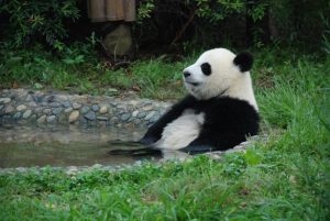 A giant panda of China